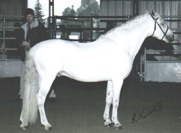 Alvesta Picasso