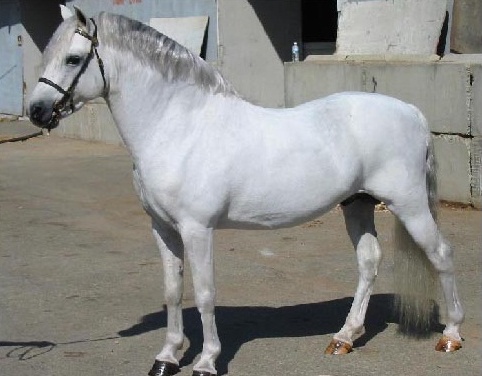 Alvesta Picasso
